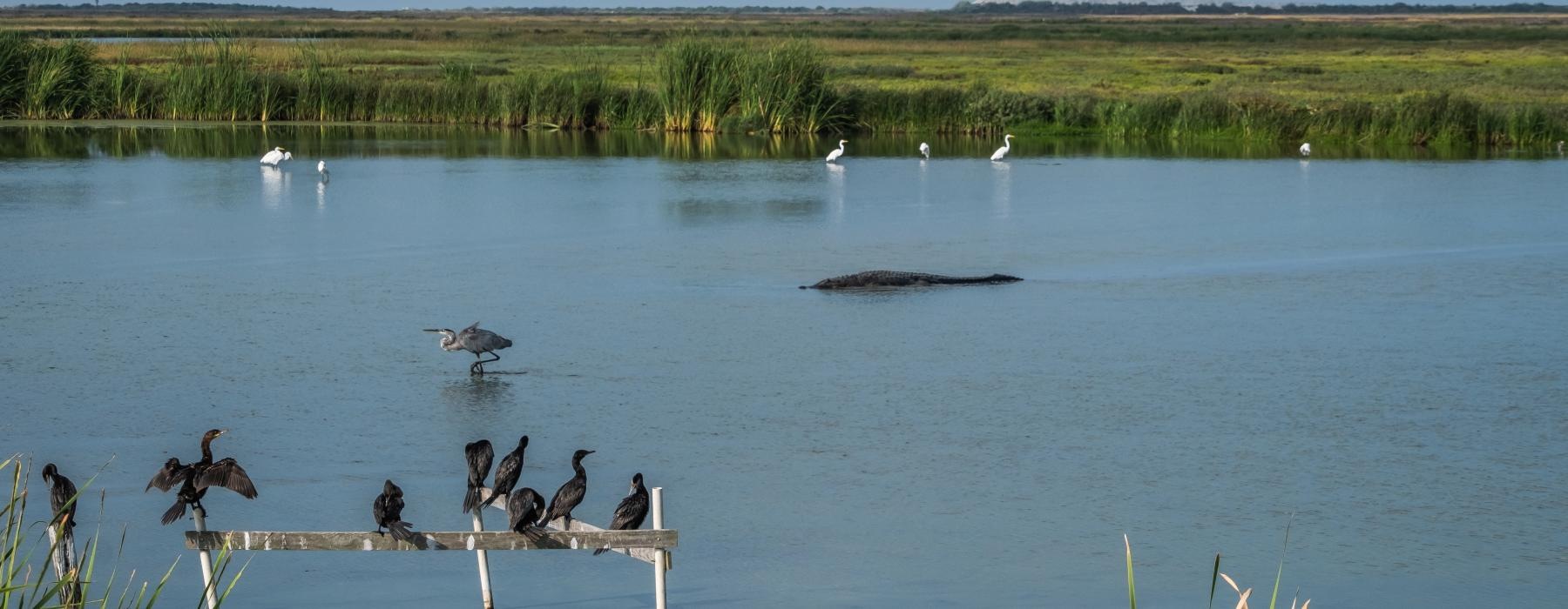 a group of birds on a rock in a lake